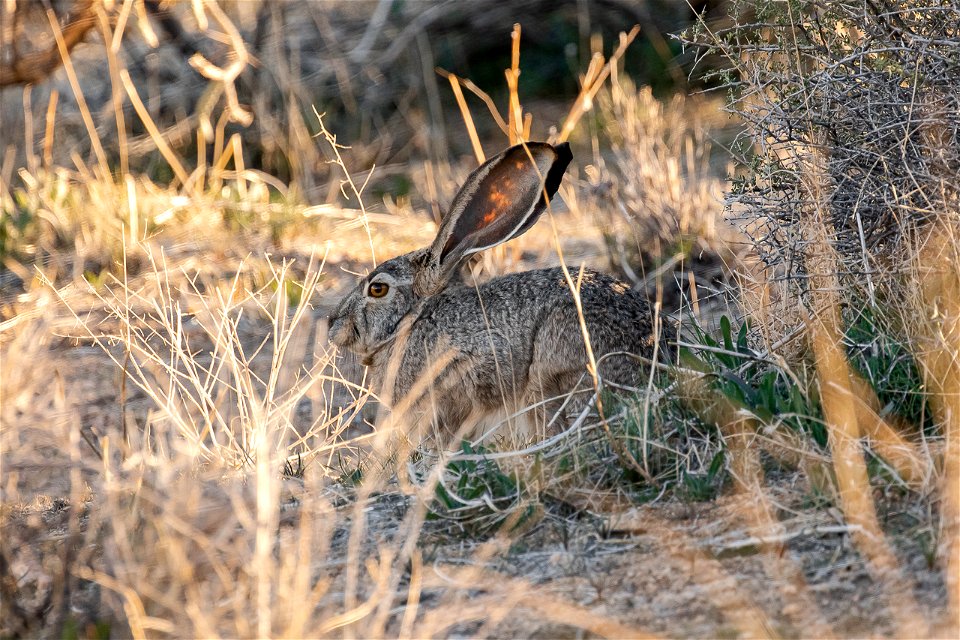 Black-tailed Jackrabbit (Lepus californicus)