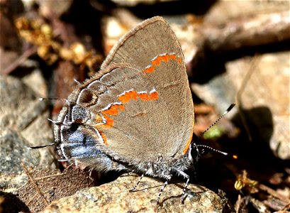 HAIRSTREAK, RED-BANDED (Calycopis cerrops) (05-05-2023) cades cove, great smoky mt nat park, blount co, tn -02