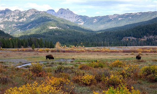 Bison in Round Prairie