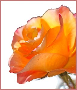 ROSE -3 PHOTOSHOP WATERCOLOR