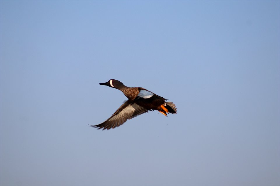 Blue-winged Teal Flying Owens Bay Lake Andes National Wildlife Refuge South Dakota
