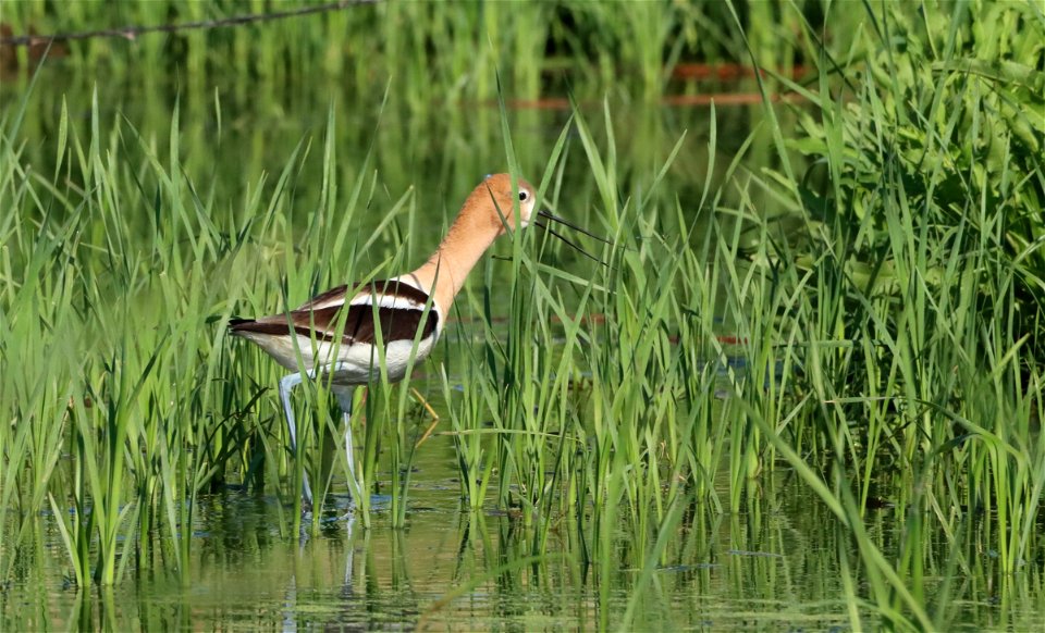 American Avocet Huron Wetland Management District, South Dakota