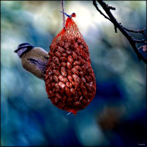 Study of a Blue Tit