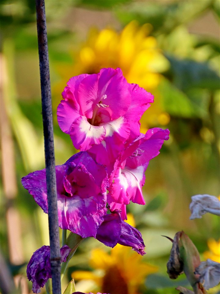 Last of the Bloom.