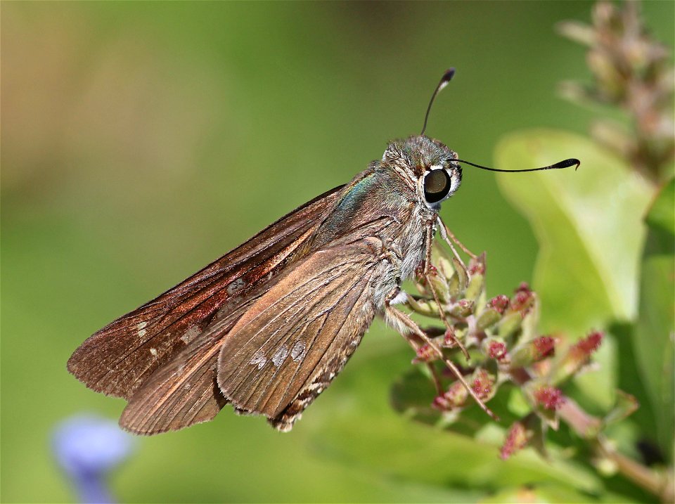 SKIPPER, BRAZILIAN (Calpodes ethlius) (02-19-2023) south texas ecotourisn center, cameron co, tx -01