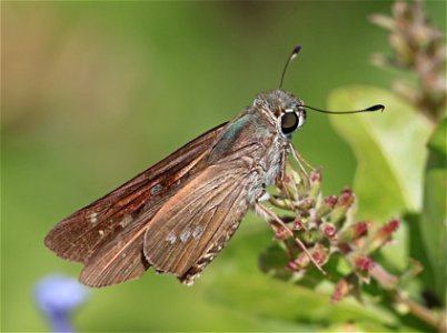 SKIPPER, BRAZILIAN (Calpodes ethlius) (02-19-2023) south texas ecotourisn center, cameron co, tx -01