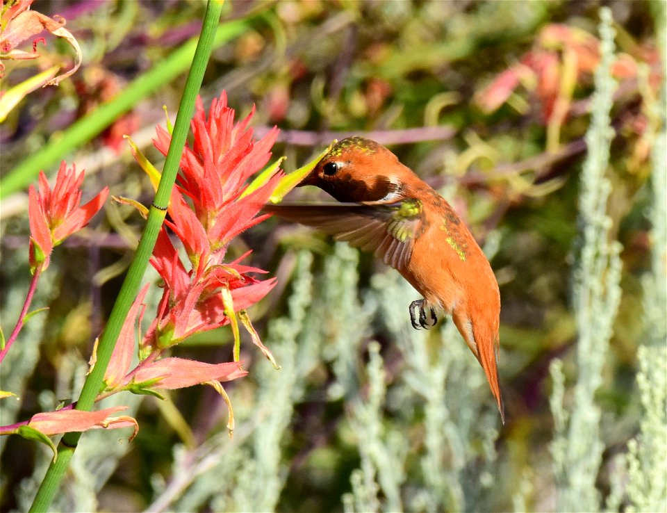 Rufous hummingbird at Seedskadee National Wildlife Refuge