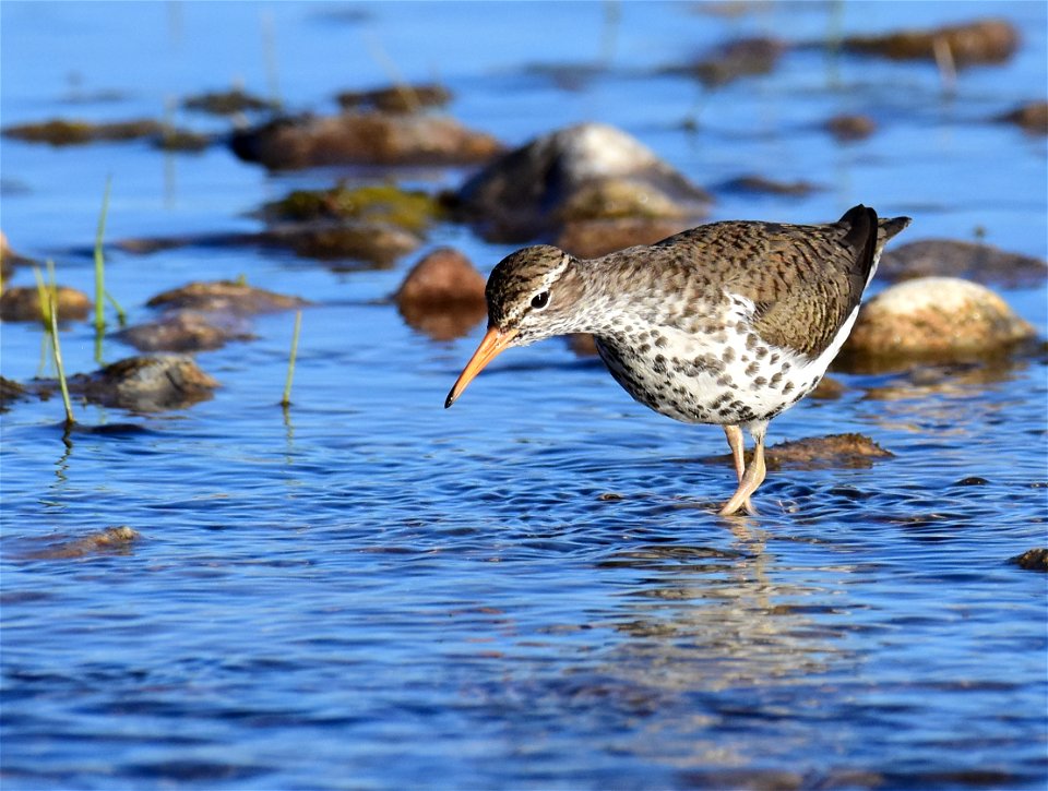 Spotted sandpiper at Seedskadee National Wildlife Refuge