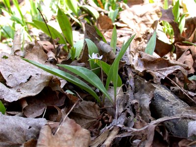 Minnesota Dwarf Trout Lily