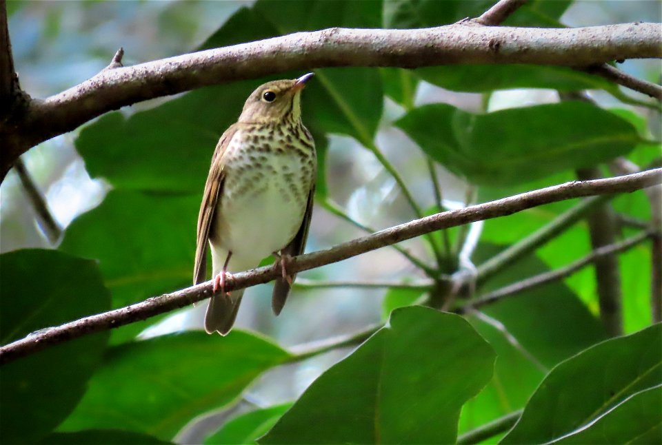 Swainson's Thrush