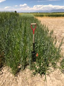 Durum Wheat