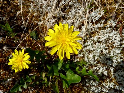 Alaska dandelion