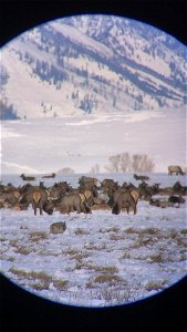 Scope footage on the National Elk Refuge