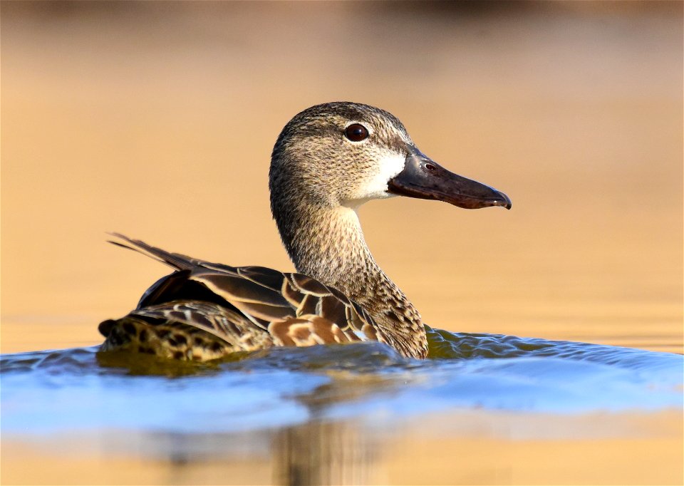 Blue-winged teal at Seedskadee National Wildlife Refuge