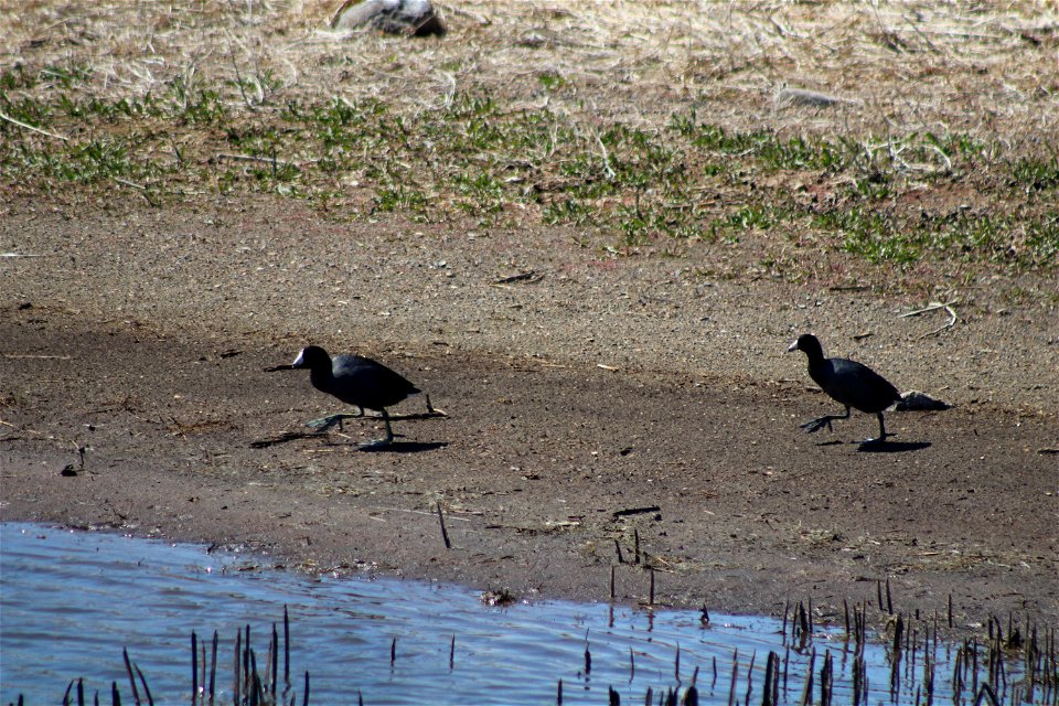 Coots Lake Andes National Wildlife Refuge South Daktoa