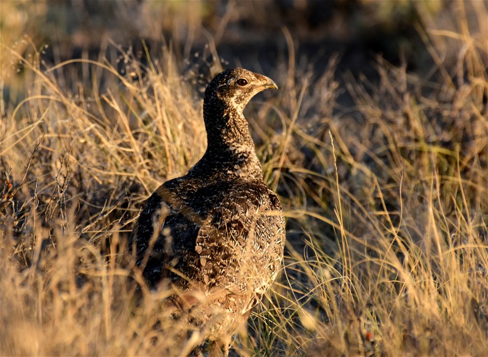 Greater sage-grouse at Seedskadee National Wildlife Refuge