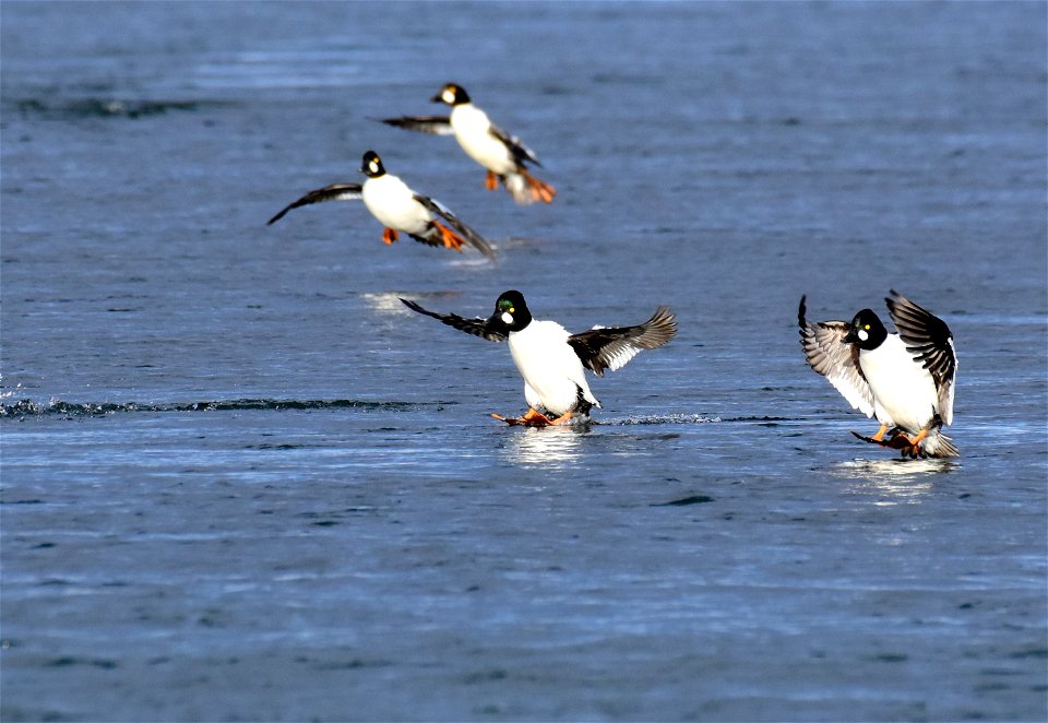 Common goldeneye at Seedskadee National Wildlife Refuge