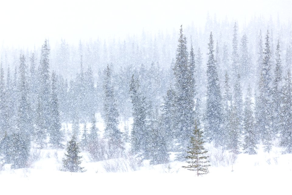 Spruce trees in falling snow