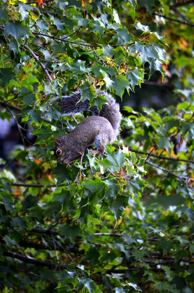 Eastern gray squirrel eating maple seeds
