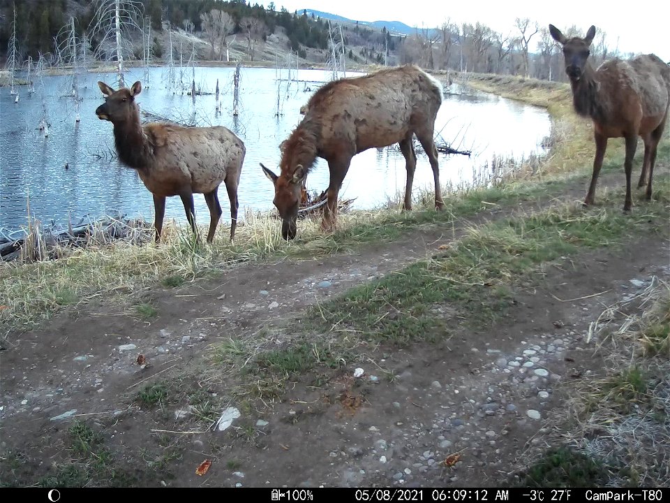 Trail Camera