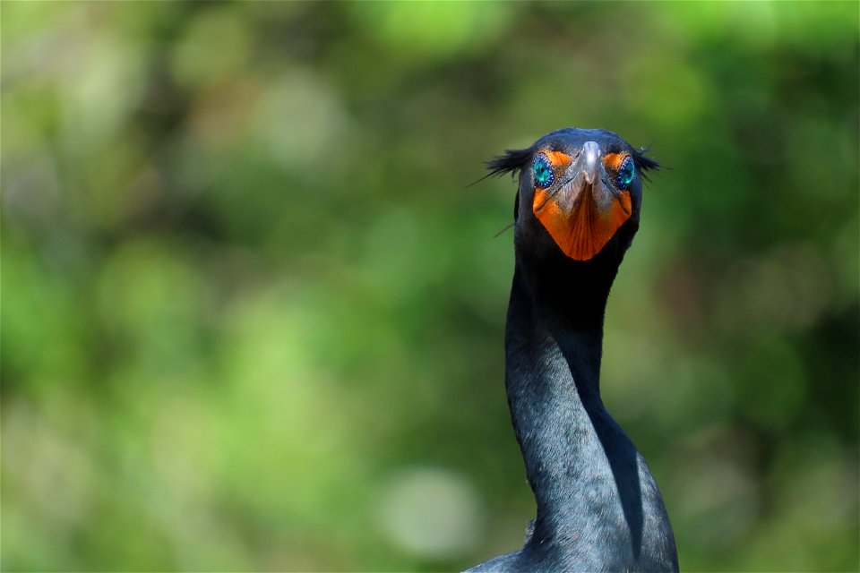 Double-crested Cormorant