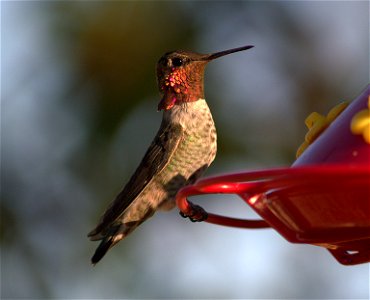 Backyard Jewels