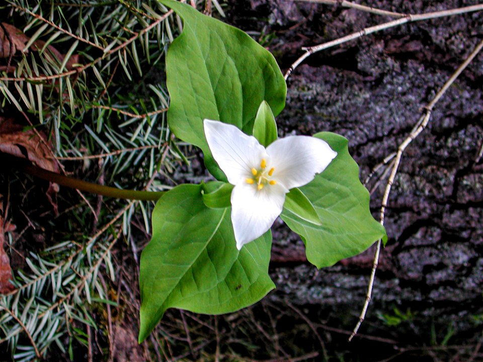 trillium2_murphyjpg_49385551581_o