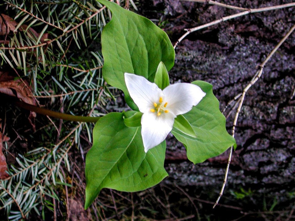 trillium2_murphyjpg_49385551581_o photo