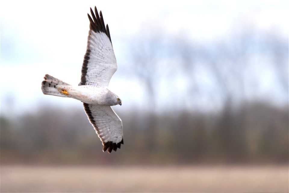 Northern harrier