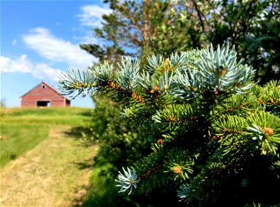 2021/365/186 New Pine Growth photo