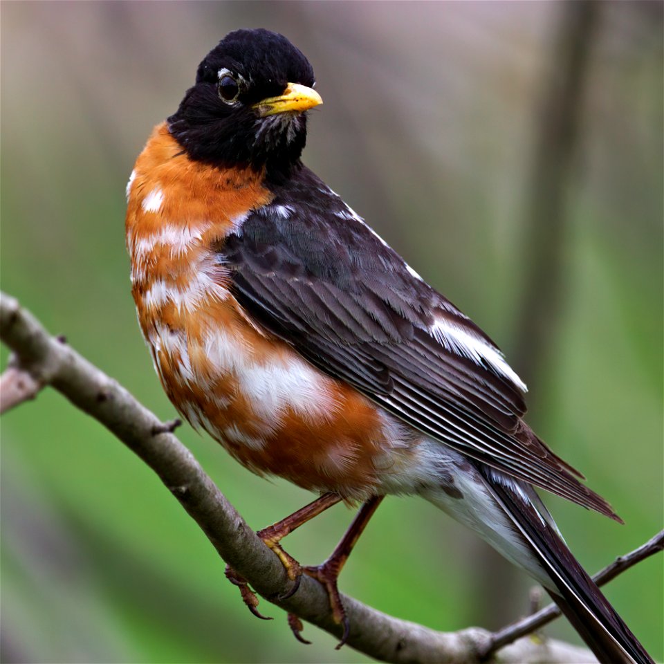 Leucistic American robin