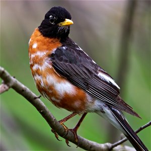 Leucistic American robin