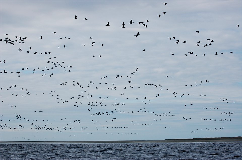 Brant at Izembek Lagoon