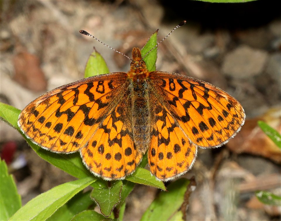 FRITILLARY, WESTERN MEADOW (Boloria epithore) (07-18-2022) hart mt pass, okanogan co, wa -01