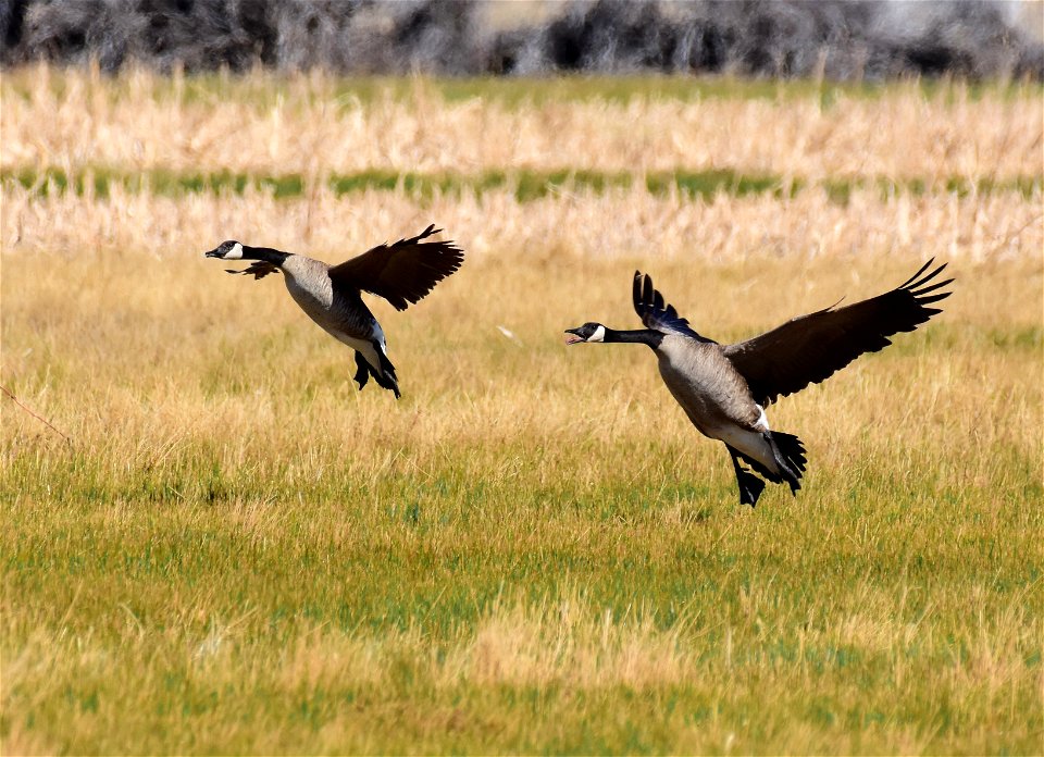 Canada Geese at Seedskadee National Wildlife Refuge