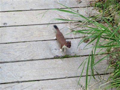 Ermine photo