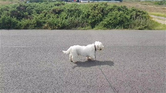 A short film 🎥 about the dogs day on The Romney Marsh photo