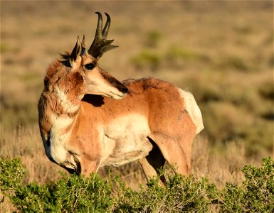 Pronghorn at Seedskadee National Wildlife Refuge
