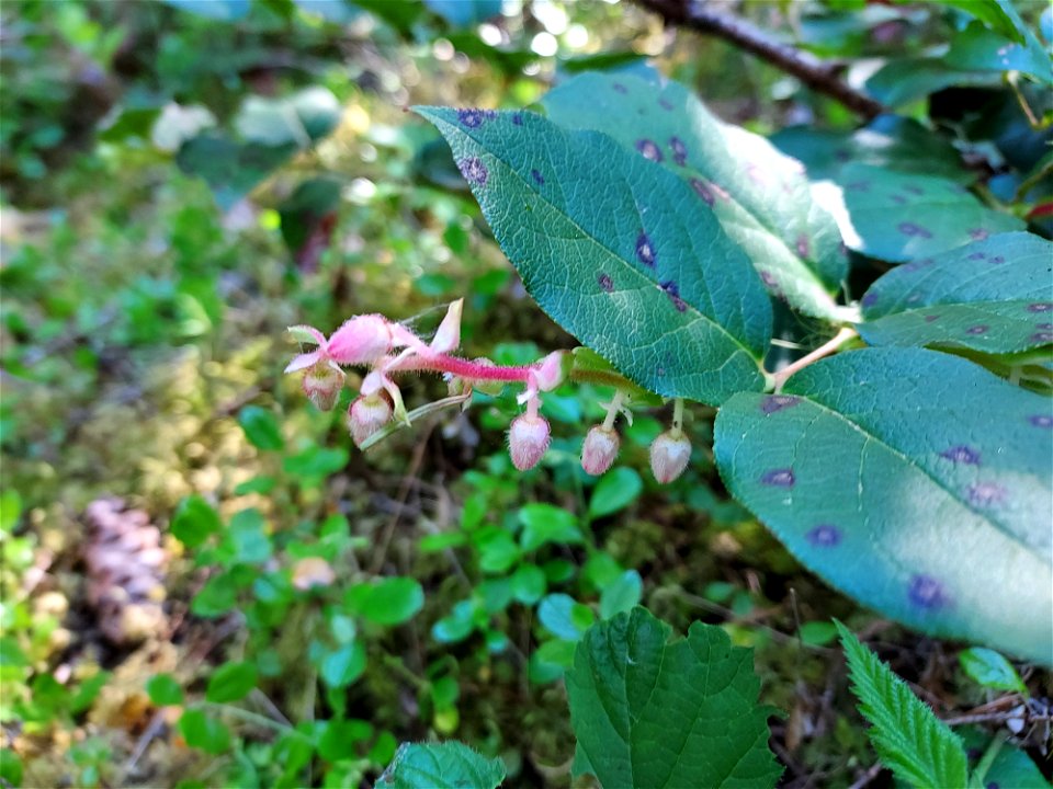 Salal, Mt. Baker-Snoqualmie National Forest. Photo by Anne Vassar June 2, 2021.