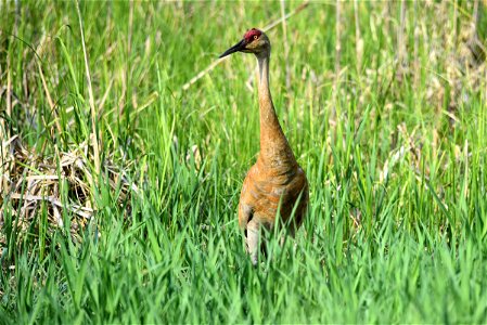 Sandhill crane photo