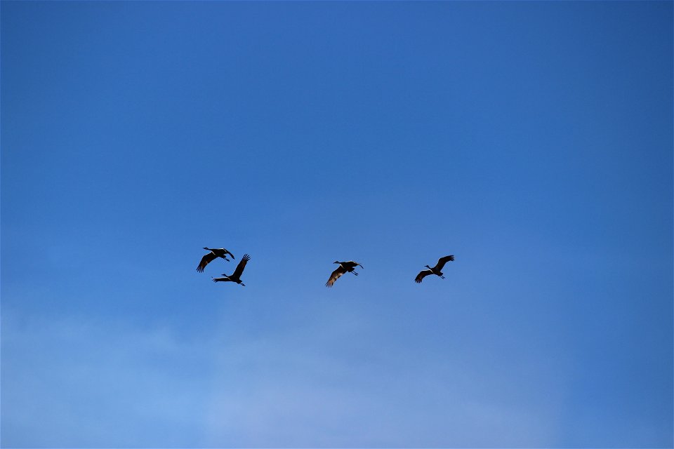 Sandhill Cranes Lake Andes wetland Management District South Dakota photo