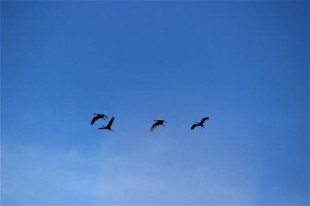 Sandhill Cranes Lake Andes wetland Management District South Dakota