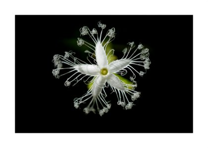 Snake gourd flower photo