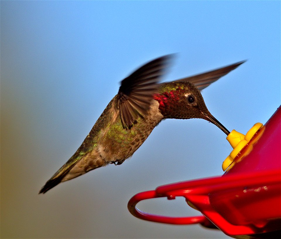 Anna's Hummingbird
