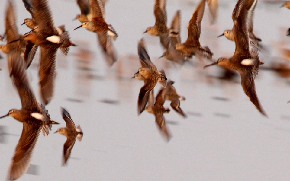 Shorebirds in Flight Huron Wetland Management District