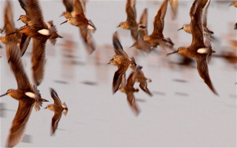 Shorebirds in Flight Huron Wetland Management District