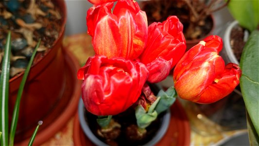 tulips_lalele-2023_0224_170502