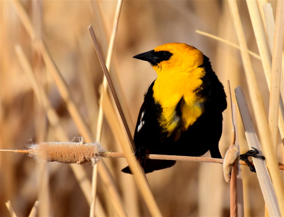 Yellow headed blackbird at Seedskadee National Wildlife Refuge
