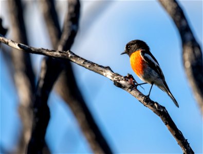 Scarlet Robin (male) photo