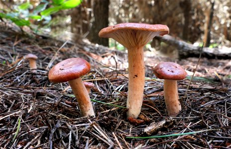 Lactarius rufus photo